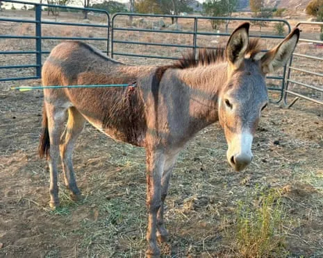 Wild Ass Recovering Following Latest Projectile Strike on Free-Roaming Asses in California